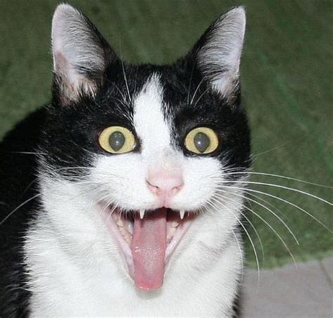 Ten Super Excited Cats Who Cant Wait For Christmas Day