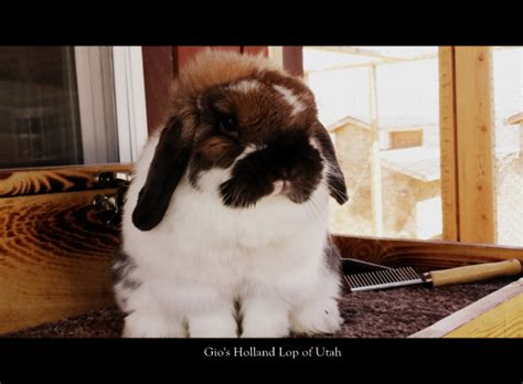 Holland Lop Rabbits For Sale Usa Rabbit Breeders