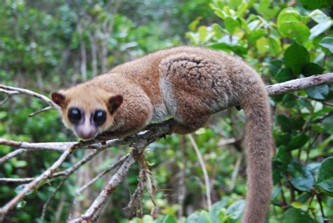 Suny Professor Helps Discover New Lemur Species