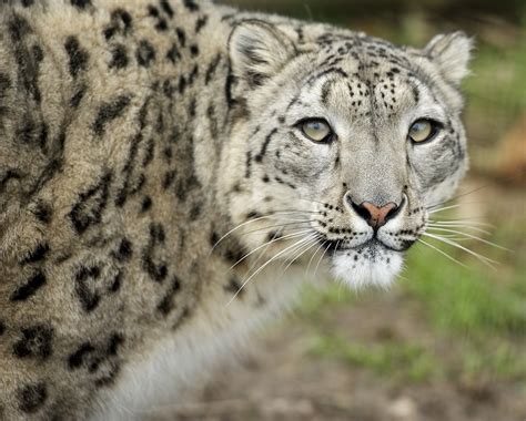 Snow Leopard Laura Knowles Flickr