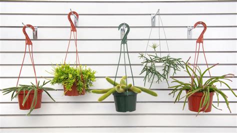 Our Favorite Hanging Houseplants Mulhalls