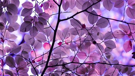 2048x1152 Purple Leaves 2048x1152 Resolution Hd 4k Wallpapers Images Backgrounds Photos And