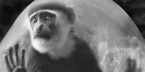 Touching Photos Of Monkeys Behind Glass Walls Will Tug At Your