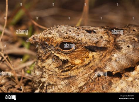 Common Backyard Animals Hi Res Stock Photography And Images Alamy