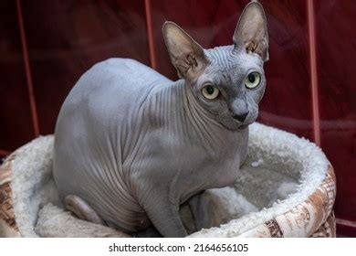 Sphynx Cat Naked Breed Cat Beautiful Stock Photo Shutterstock