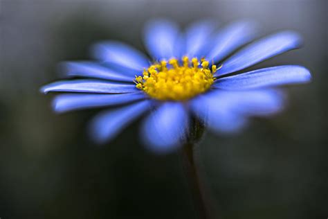 Closeup Photography Of Blue Petaled Flower Hd Wallpaper Wallpaper Flare