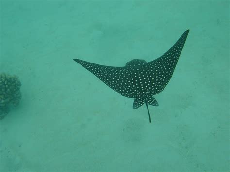 Spotted Eagle Ray Image Gallery