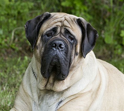 What Kind Of Dog Is A English Mastiff