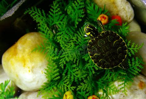 Schildkröte, Die Oben Schaut Stockbild - Bild von wärmen, terrarium