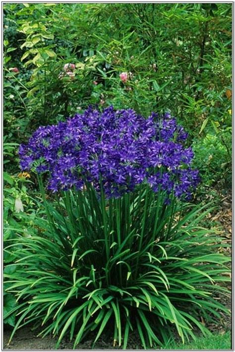 Blue Perennial Flowers That Bloom All Summer Gardening Plants