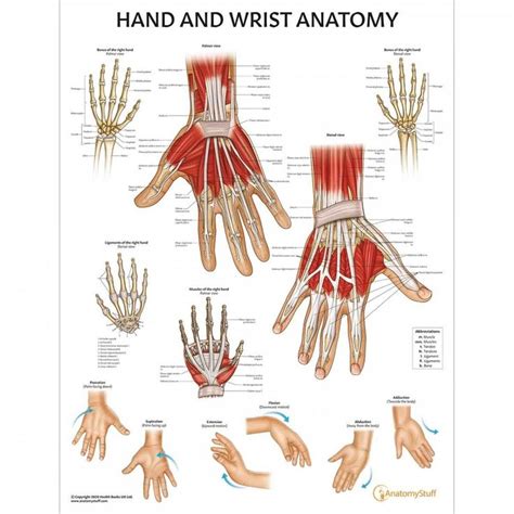 Hand And Wrist Anatomy Chart Poster Laminated Hand Anatomy Wrist