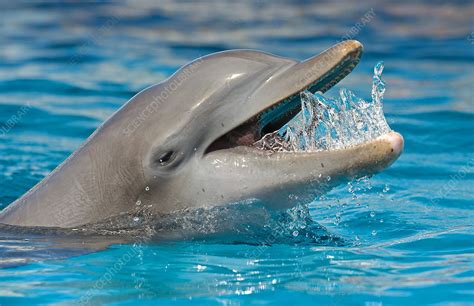 Atlantic Bottlenose Dolphin Stock Image C0066508 Science Photo