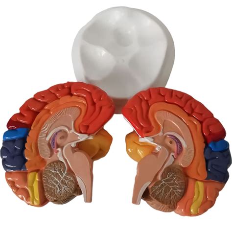 Buy Life Size Human Brain Anatomical Model Anatomy 2 Part Model Of