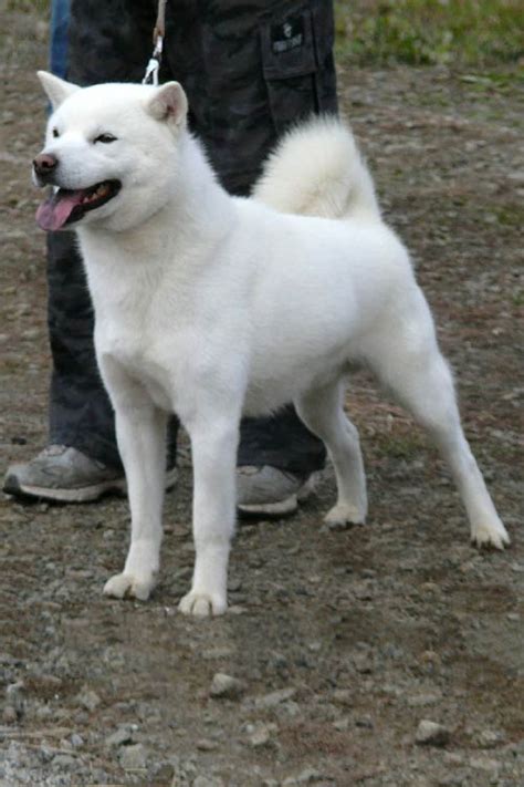 Hokkaido Dog Breed Information American Kennel Club