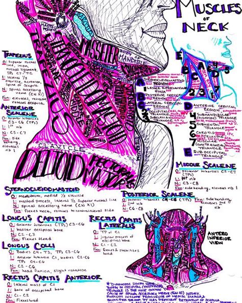 Muscles Of The Neck Medical School Studying Medicine Notes Med