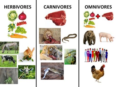 Herbivorescarnivores And Omnivores