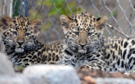 See Spots Run — Hogle Zoos Leopard Cubs Make Bounding Leaping