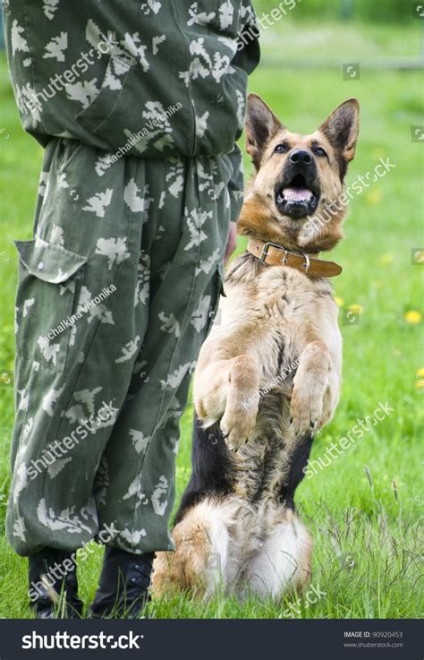 Military Dog Training German Shepherd Stock Photo 90920453 Shutterstock