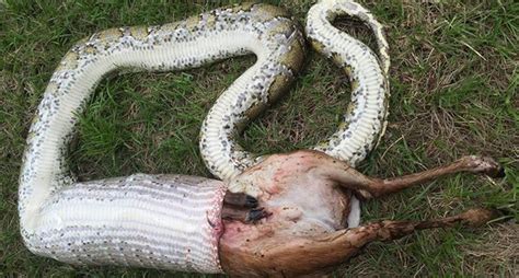 Graphic Python Swallows A Deer In Southern Florida