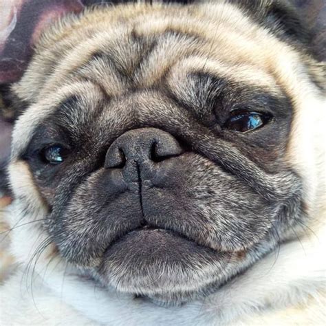 1000 Images About Pugs On Pinterest Pug Funny Pugs And A Pug Cute