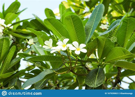 They are highly fragrant and bloom freely from spring throughout fall in multiple colors like white, yellow, pink, and red. Plumeria Tree With White Yellow Flowers Blooming ...