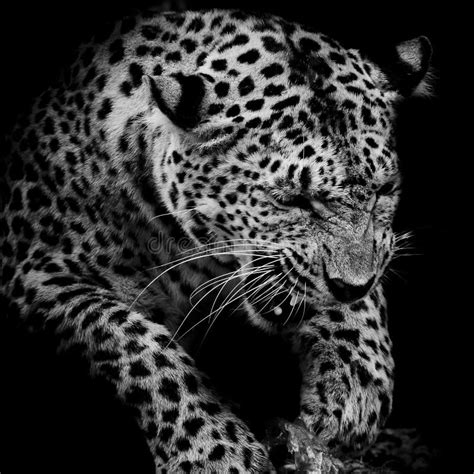 Leopard Portrait Stock Image Image Of Feline Beautiful 48739163