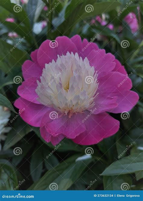 Pink Peony Flower Pink Peony Blooms In Summer In The Garden Stock