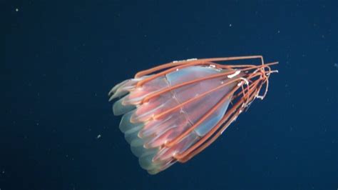 New Species Of Bizarre Deep Sea Jellyfish Spotted Featured Creature
