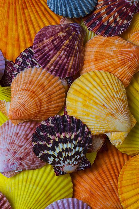 Colorful Shells Photograph By Garry Gay Fine Art America