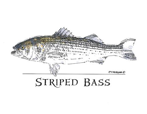 Striped Bass Painting By Chris Pribanic Fine Art America
