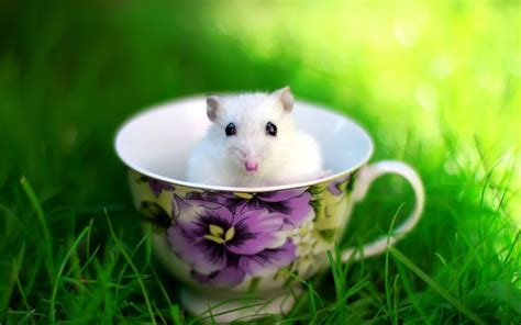 Hamster Cup Rodent Grass Wallpaper Coolwallpapersme