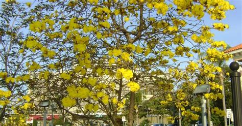 Trees, shrubs, and woody vines of northern florida and adjacent georgia and alabama. Florida Tree Images and Names | Yellow Tabebuia - Click to ...