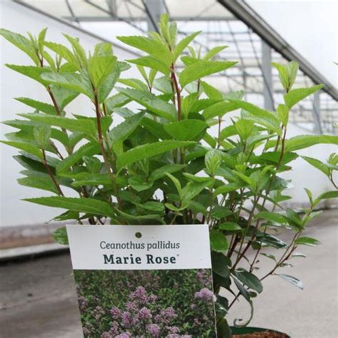 Ceanothus Pallidus Marie Rose Buy Plants At Coolplants
