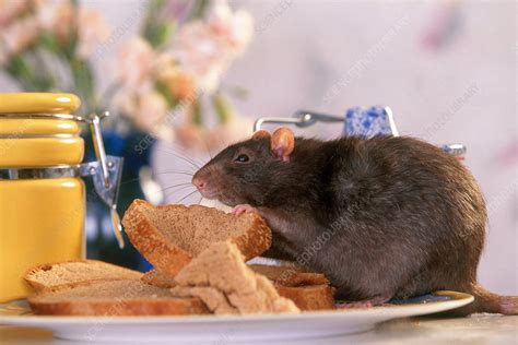 Rat Eating Bread Stock Image C0144268 Science Photo Library