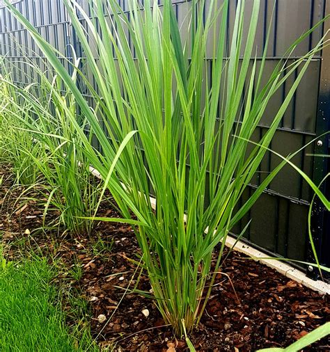 Northwind wächst straff aufrecht, fast säulenartig und setzt schöne akzente. Riesen Rutenhirse Nordwind - Panicum virgatum Northwind ...