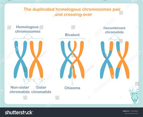 Duplicated Homologous Chromosomes Pair Crossingover Sheme 库存矢量图（免版税