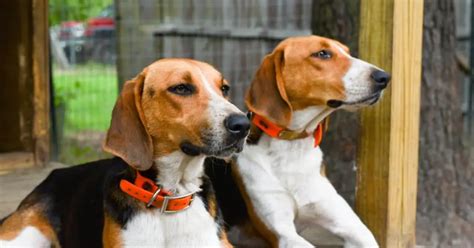 Discovering The Treeing Walker Coonhound The Best Companion For The