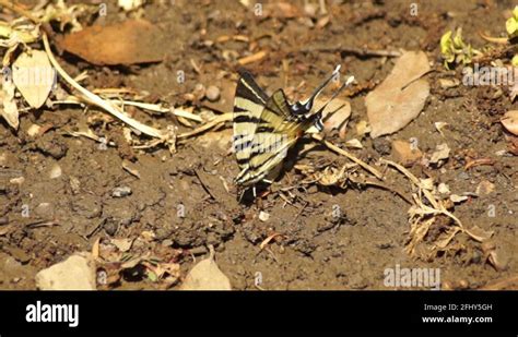 Papilio Glaucus Stock Videos Footage HD And 4K Video Clips Alamy