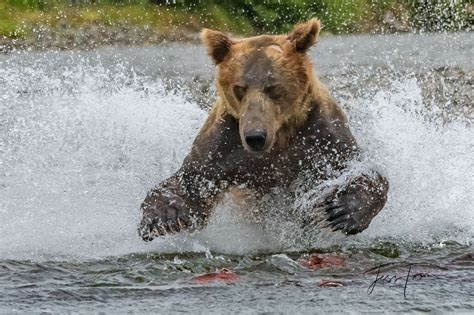 Grizzly Brown Bear Salmon Fishing Grizzly Bear Photo Gallery Jess