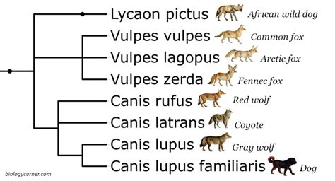 Phylogenetic Tree Canines