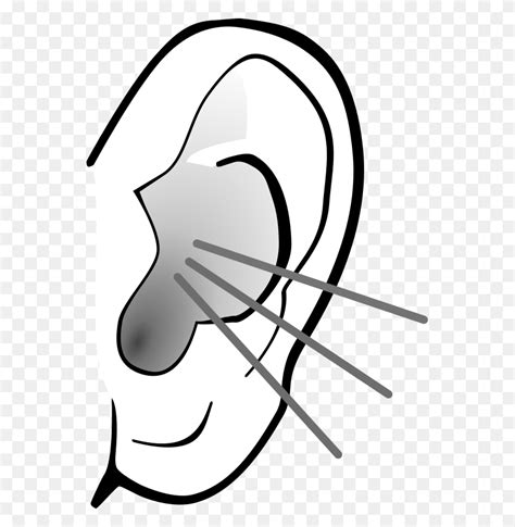 Ear Clip Art Free Clipart Images Wikiclipart Ear Clipart Stunning