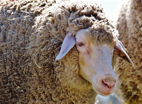 Schaf Wolle Tier · Kostenloses Foto Auf Pixabay