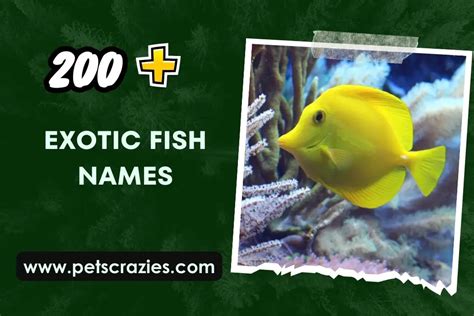 200 Exotic Fish Names For Your Finned Friends