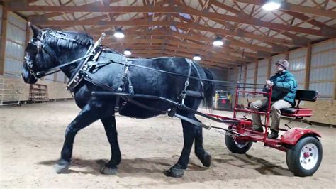 Training Draft Horse Percheron To Drive Pioneer Cart Youtube