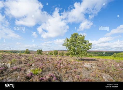 View Of Moorland Habitat With Flowering Common Heather Calluna