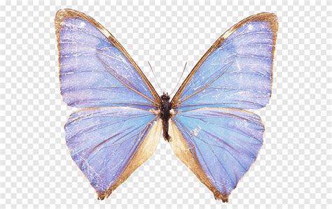 We did not find results for: Insecto, mariposa morada, png | PNGEgg