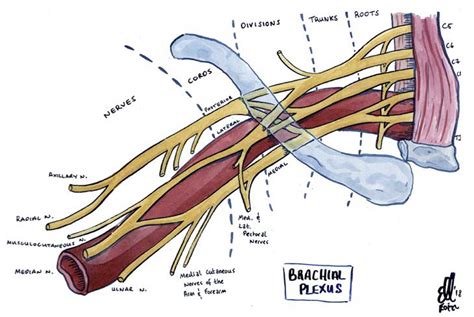 Anatomy And Divisions Of The Brachial Plexus Orthopaedicprinciples