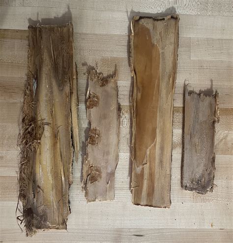 Premium Tree Bark Beautiful For Art And Craft Projects Etsy