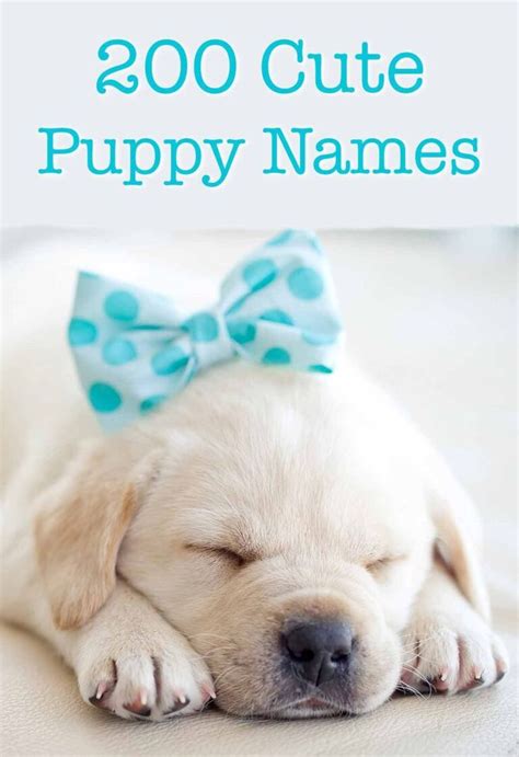 Cute Puppy Names Over 200 Adorable Ideas For Naming Your Dog Puppy