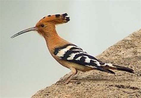 Dirty Treif But Fit For A King The Hoopoes Our Natl Bird Israel